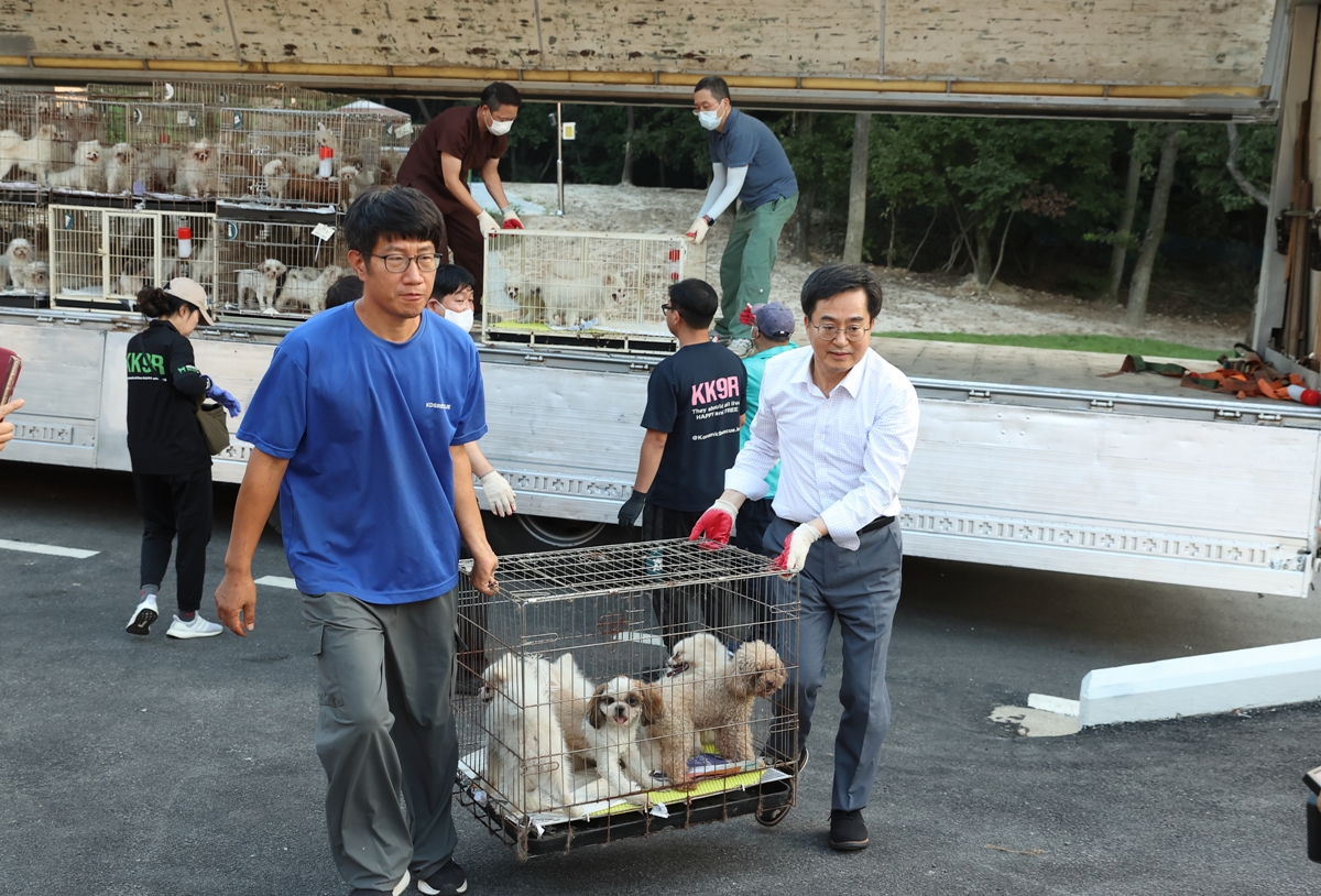 2일 오후 김동연 경기도지사가 화성 강아지번식장에서 학대받는 강아지들을 경기 반려마루로 이동시켜 보호와 치료를 받도록 하고있다.